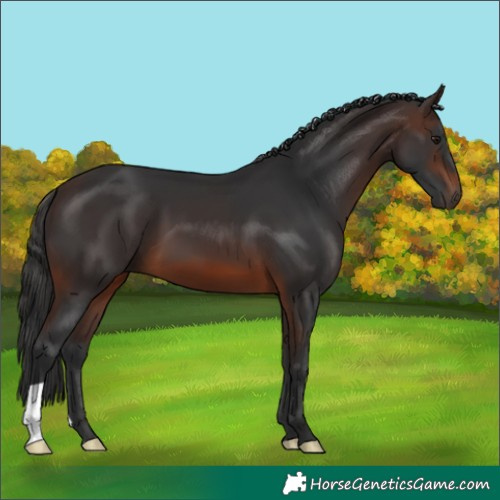 Horse Color:Brown 