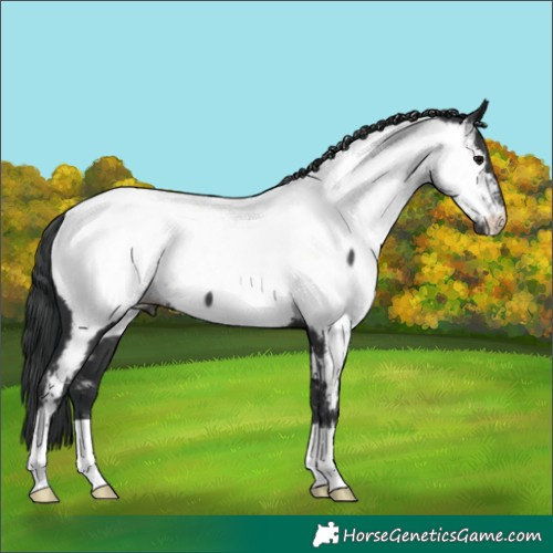 Horse Color:Black Appaloosa 