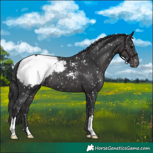Horse Color:Black Appaloosa 