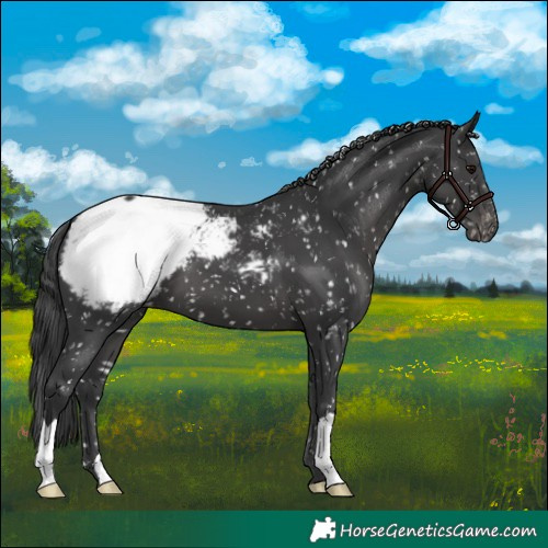 Horse Color:Black Appaloosa