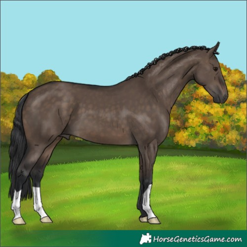 Horse Color:Brown Dun 