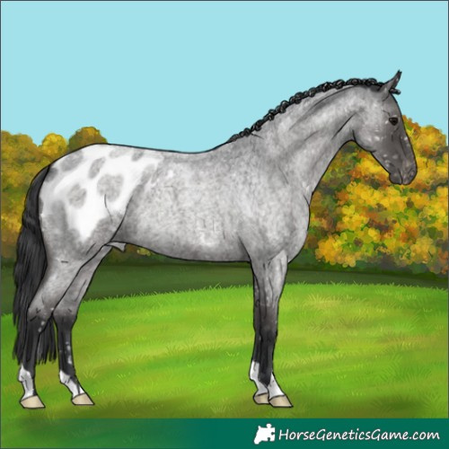 Horse Color:Blue Roan Appaloosa 