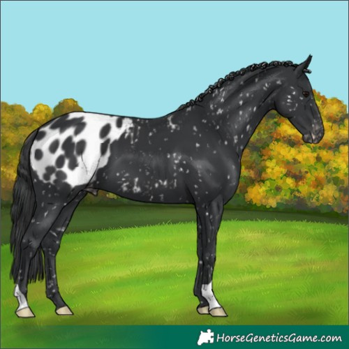 Horse Color:Black Blanket