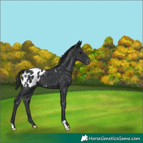 Horse Color:Black Appaloosa 
