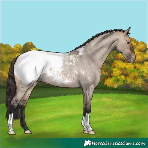 Horse Color:Bay Roan Dun Snowcap 