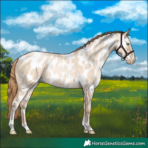 Horse Color:Smoky Grullo Pearl Appaloosa 