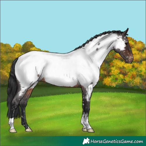 Horse Color:Brown Roan Near Fewspot