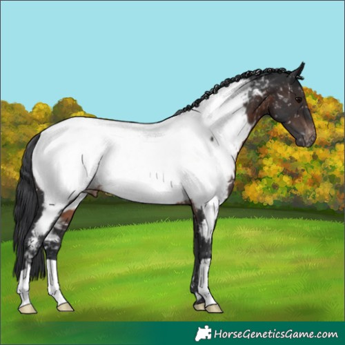 Horse Color:Brown Near Fewspot Rabicano 