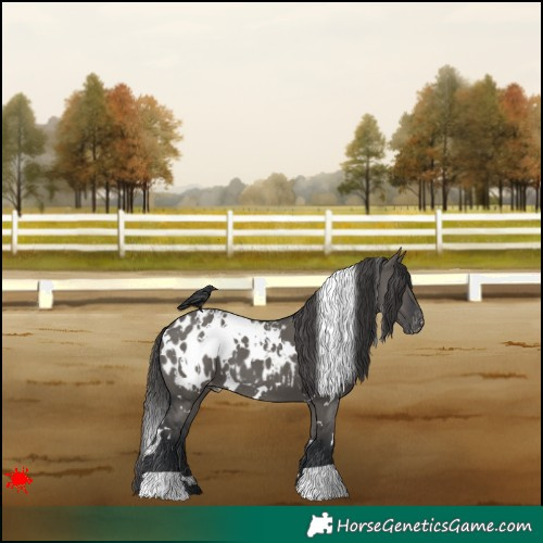 Horse Color:White Spotted Grullo Blanket 