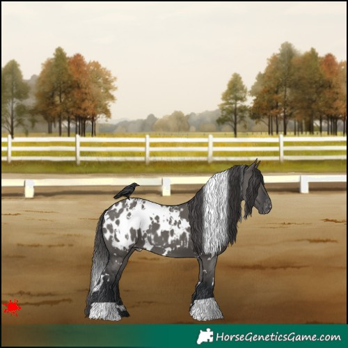 Horse Color:White Spotted Grullo Appaloosa