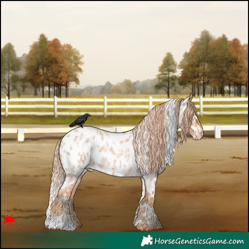 Horse Color:White Spotted Red Roan Appaloosa 