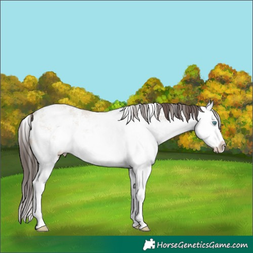 Horse Color:White Spotted Sable Champagne Dun Splash 