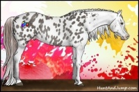 Horse Color:Grullo Blanket Rabicano