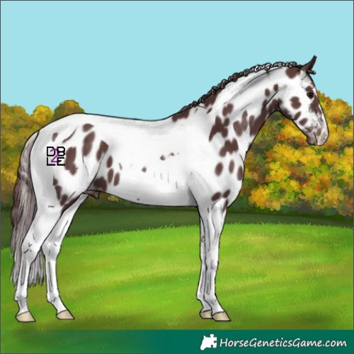 Horse Color:Chocolate Black Tobiano Appaloosa 