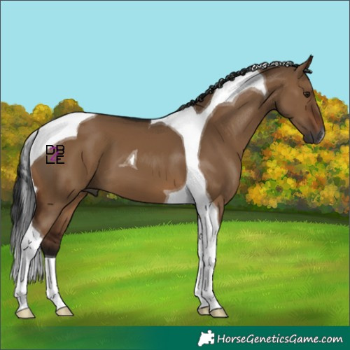 Horse Color:Gray Brown Dun Tobiano 