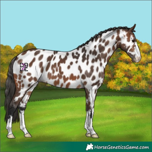 Horse Color:Brown Appaloosa 
