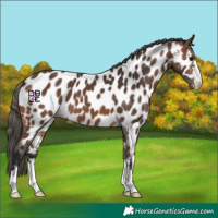 Horse Color:Brown Appaloosa