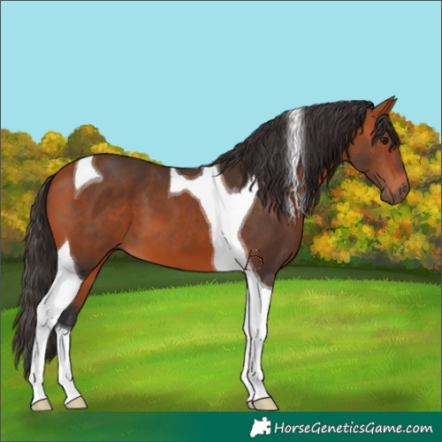 Horse Color:Bay Tobiano 