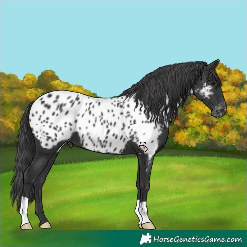 Horse Color:Black Appaloosa