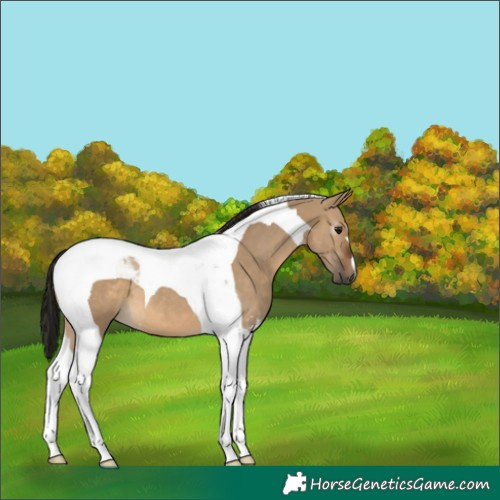 Horse Color:Gray Bay Dun Tobiano 