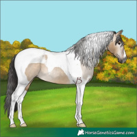 Horse Color:Gray Bay Dun Tobiano 