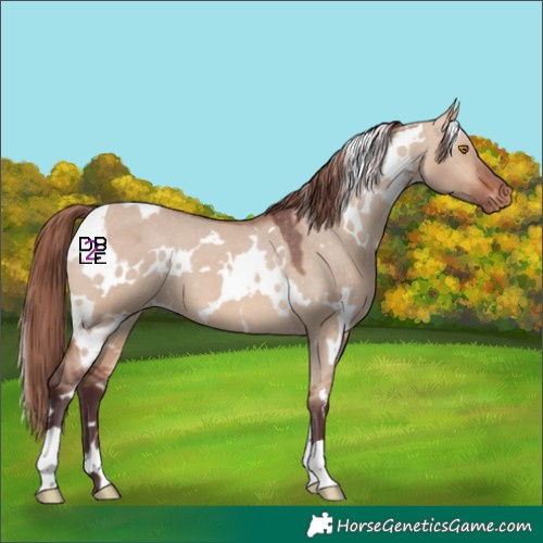 Horse Color:White Spotted Chocolate Bay Dun Varnish