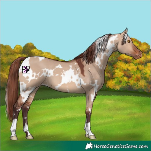Horse Color:White Spotted Chocolate Bay Dun Appaloosa 