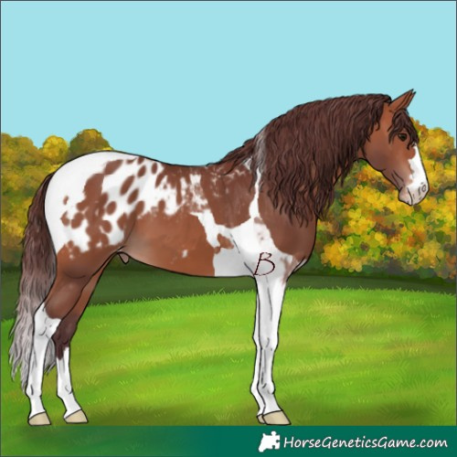 Horse Color:Chocolate Bay Tobiano Blanket 