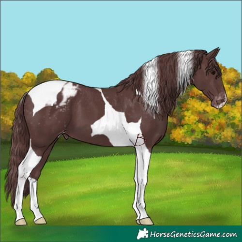 Horse Color:Chocolate Black Tobiano Blanket 