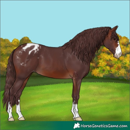 Horse Color:Chocolate Brown Appaloosa 