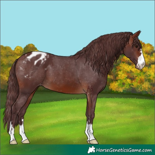Horse Color:Chocolate Brown Varnish