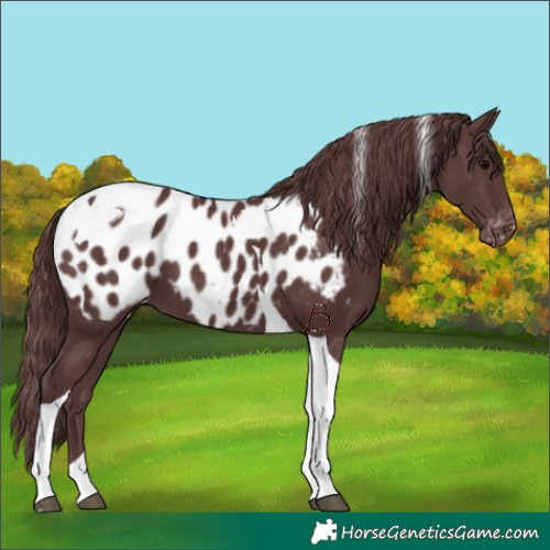 Horse Color:Chocolate Black Tobiano Appaloosa 