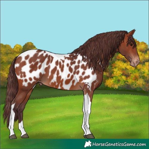 Horse Color:Chocolate Brown Tobiano Blanket 