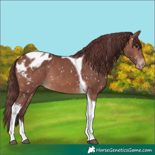 Horse Color:Chocolate Brown Tobiano Appaloosa 