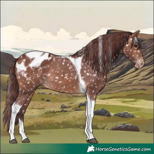 Horse Color:Chocolate Brown Tobiano Appaloosa