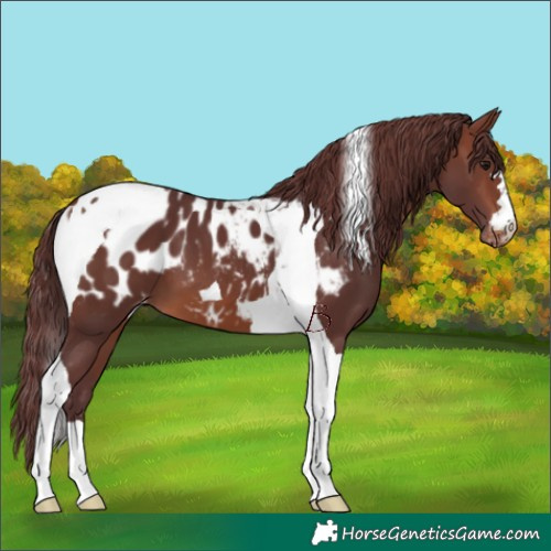 Horse Color:Chocolate Brown Tobiano Appaloosa 