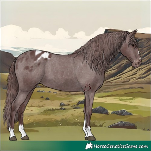 Horse Color:Chocolate Black Appaloosa 