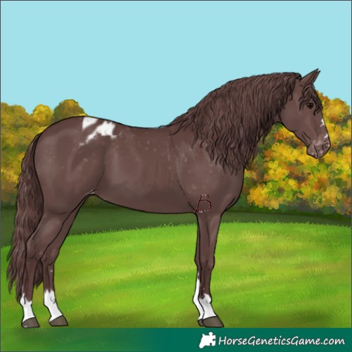 Horse Color:Chocolate Black Appaloosa 