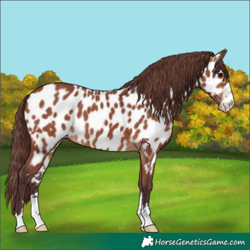 Horse Color:Chocolate Bay Appaloosa 