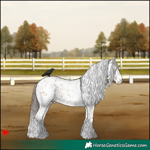 Horse Color:White Spotted Bay Roan Dun Appaloosa