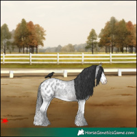 Horse Color:Blue Roan Splash Blanket