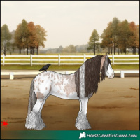 Horse Color:White Spotted Bay Roan Splash Blanket Rabicano