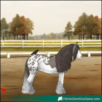 Horse Color:Grullo Splash Blanket