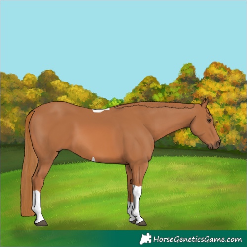 Horse Color:Chestnut Tobiano 