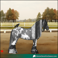 Horse Color:White Spotted Blue Roan Appaloosa 