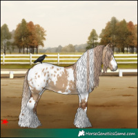 Horse Color:Gray White Spotted Red Dun Blanket 