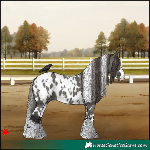 Horse Color:White Spotted Grullo Appaloosa 
