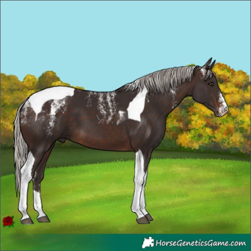 Horse Color:Powder White Silver Brown Tobiano 