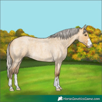 Horse Color:Silver Buckskin Roan Dun
