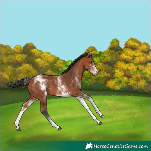 Horse Color:White Spotted Bay 